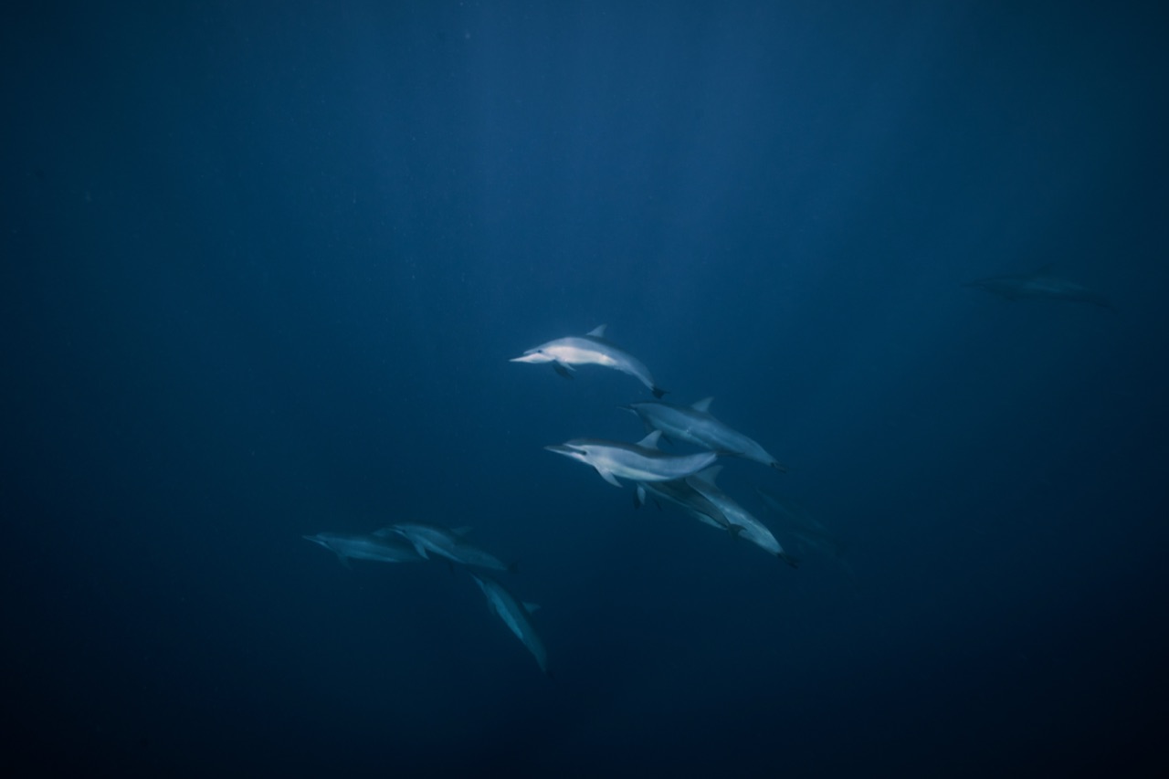 Dauphins nageant sous l’eau