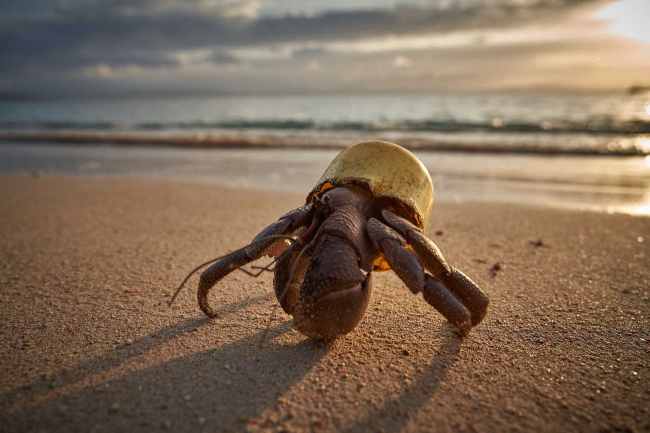 Bernard-l’ermite utilisant un bouchon en plastique comme coquille, photographié sur une plage au coucher du soleil