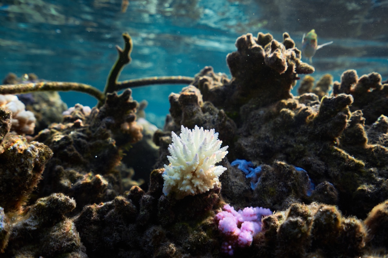 Scène de récif peu profond avec des colonies de corail colorées près de la surface
